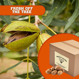 Presto Sales LLC Pecans, Flavorful in shell, NEW crop Unshelled Fresh, Easy to crack, Healthy snack, Dietetic, Vegan, and Calcium | Perfect
