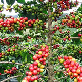 Brickhouse Coffee, 100% Colombian Whole Bean Medium Roast, 5lb bag (1 bag) 1 each