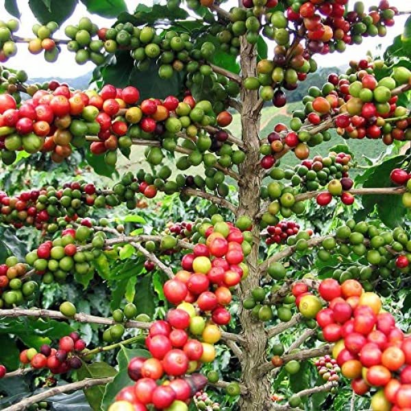 Brickhouse Coffee, 100% Colombian Whole Bean Medium Roast, 5lb bag (1 bag) 1 each