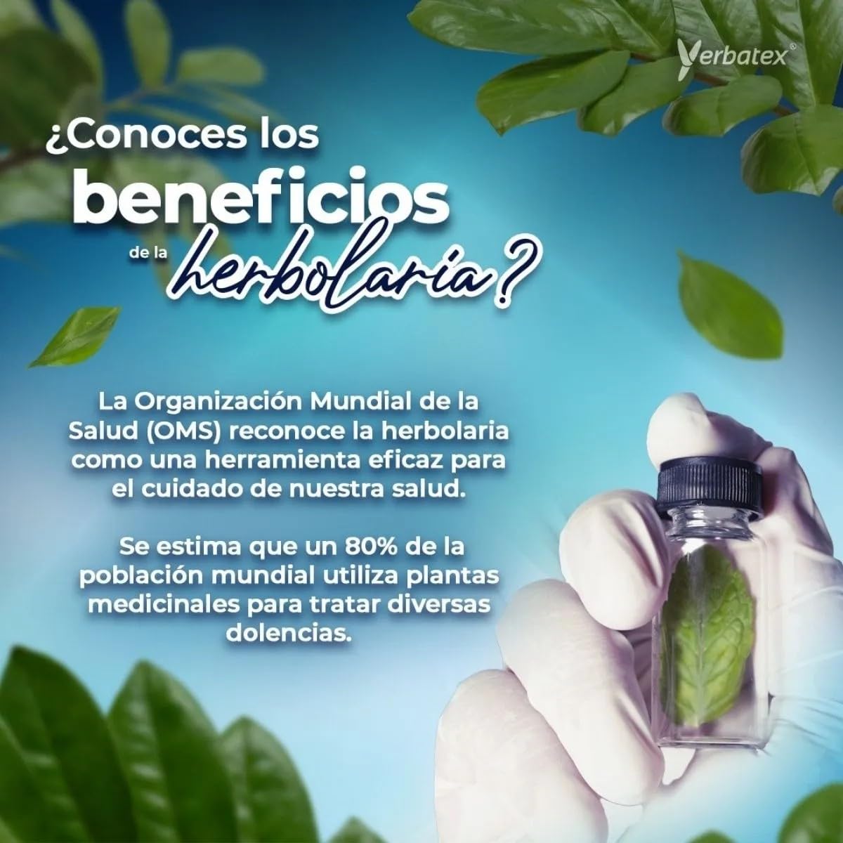 Zapote Blanco TE (WHITE SAPOTE TEA) 20 tea bags 100% NATURAL High Concentration in each cup