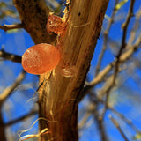 Gum Arabic Chunks - Premium Natural Acacia Gum - Non-GMO, No Additives - 4 oz