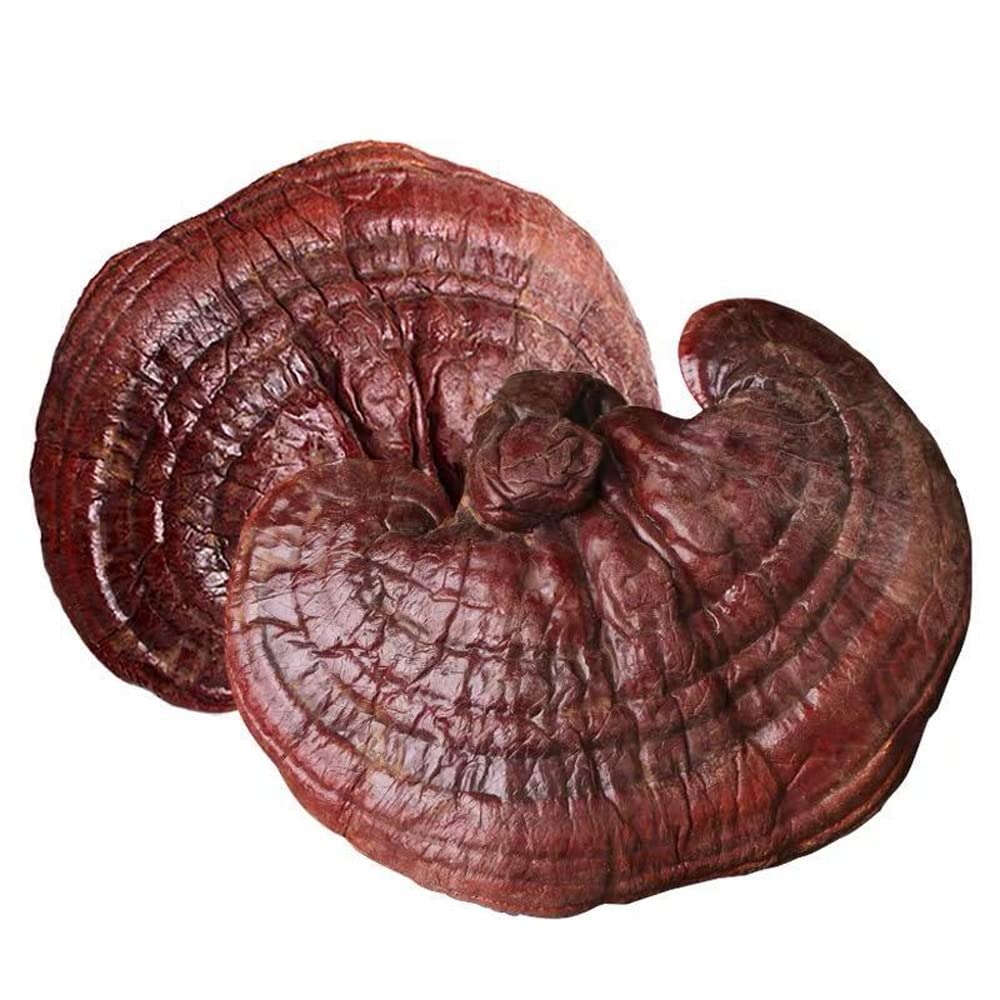 Dired Ganoderma Lucidum Lingzhi Ganoderma Lucidum Pieces Reishi Mushroom Slices,Ganoderma Mushroom (500 Grams /1.10 lbs)