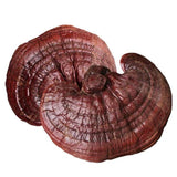 Dired Ganoderma Lucidum Lingzhi Ganoderma Lucidum Pieces Reishi Mushroom Slices,Ganoderma Mushroom (500 Grams /1.10 lbs)