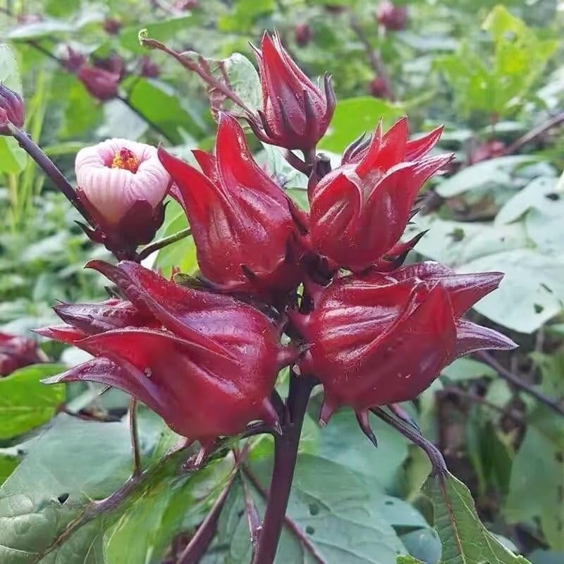 JINQI Roselle Roselle tea ???? Hibiscus Flowers 80g (40g×2)