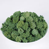 Panax Notoginseng Sanchi Flower,Sanchi Flower,Sanqi Flower Buds,Pseudo-Ginseng Flower,Flower Buds of Panax Notoginseng,Panax Notoginseng Flower