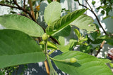Wild Guava Leaf Tea 1.5gX36-Teabags - 1.9oz
