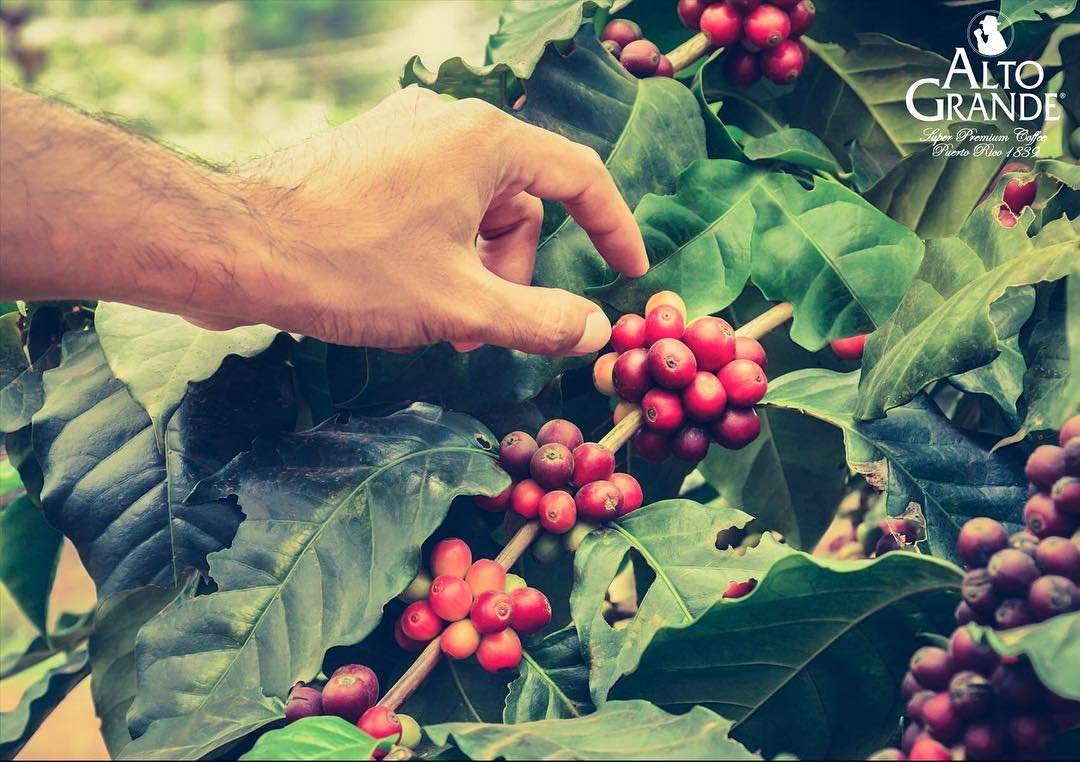 Alto Grande Super Premium Coffee Beans, Medium Dark Roast, Single Origin, Puerto Rico Arabica, Whole Bean, 2 Pound (Pack of 1)