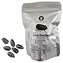 Thailand Unique Giant June Beetles - 15 Gram Bag of Dehydrated Edible Insects for Humans, Nutritious Bugs Superfood Unique Snack Gift