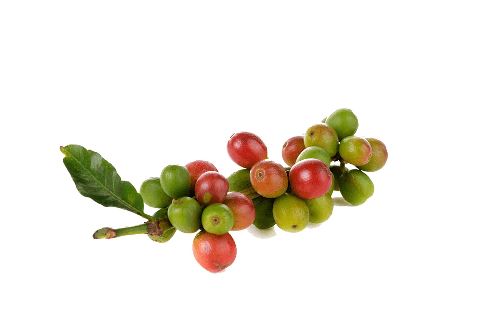 Miscela D'Oro Natura - Organic Fairtrade Espresso Beans, 2.2 lbs