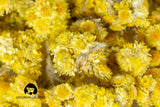 Immortelle (Helichrysum Pallasii) 0.7 OZ (20g) Dried Flowers with Short Stems, Loose Herbal Tea | Wild-Harvested from the Mountains of Armenia |