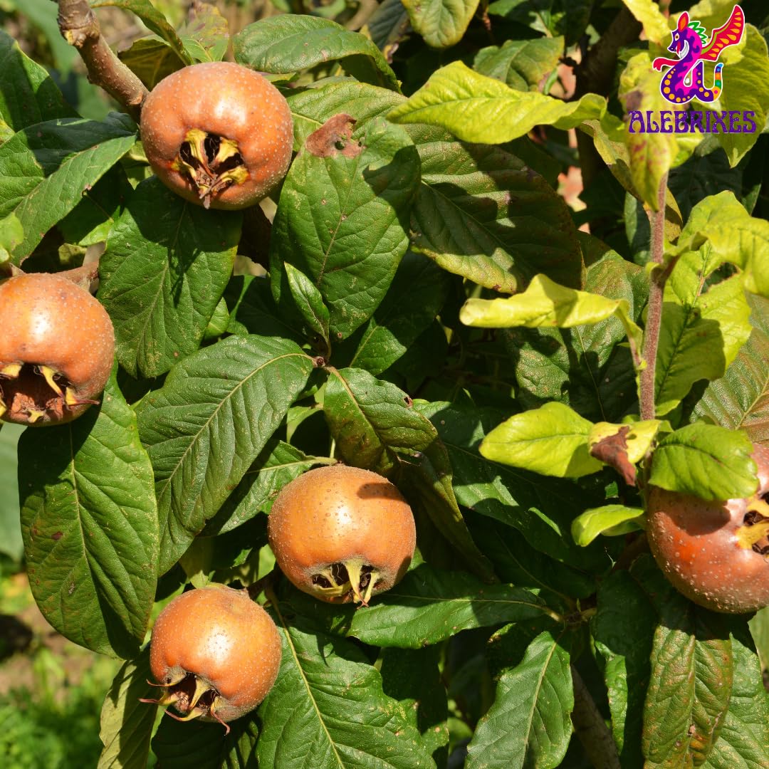Alebrixes | Loquat Leaves Herbal Tea (4oz)| Premium Quality Whole Loquat Leaves Tea | Te Nispero - Eriobotrya Japonica | Wildcrafted.