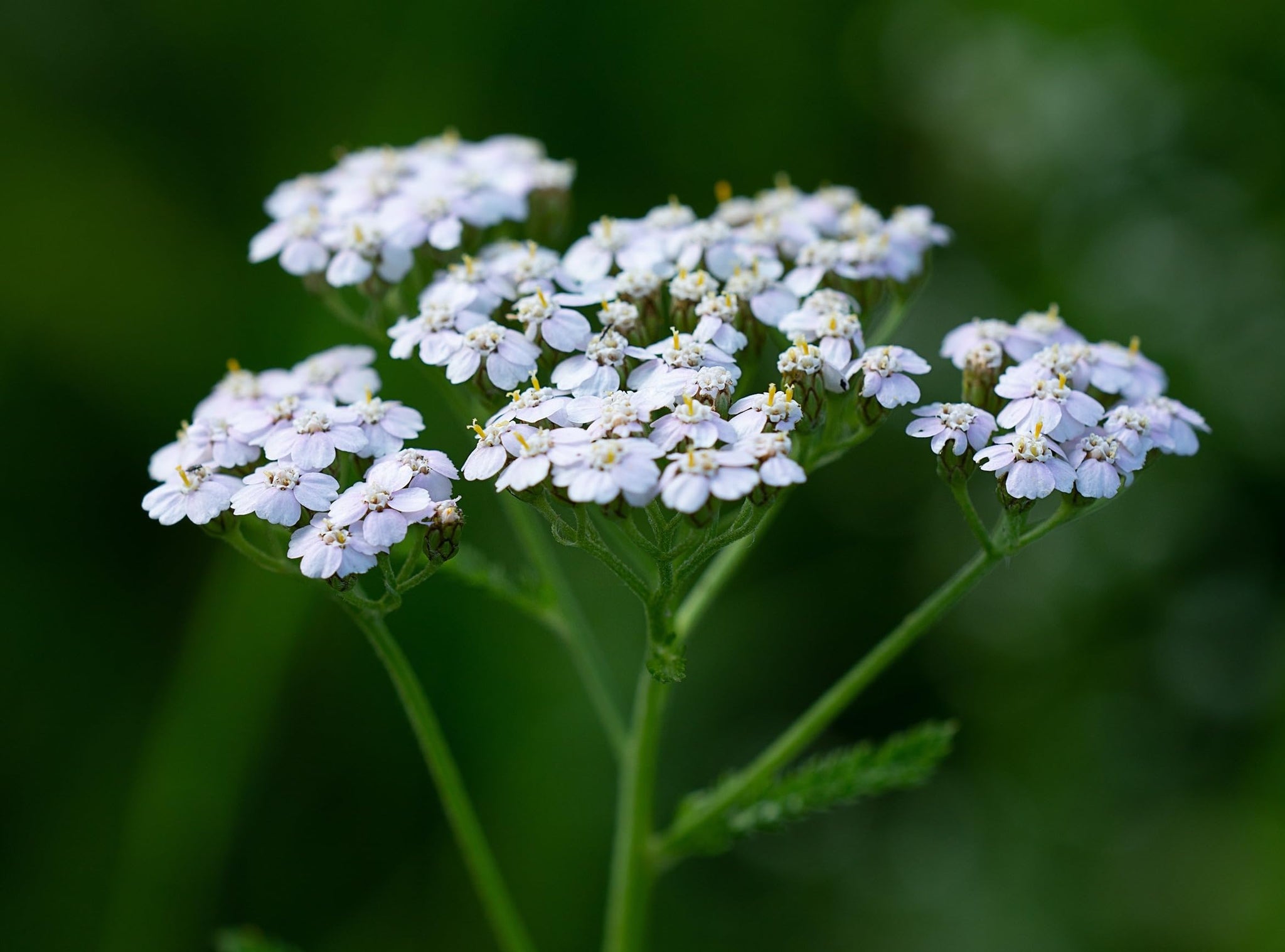 Yarrow Flower Tea - Ingredients: 100% Yarrow Flowers (Achillea Millefolium) - All Natural Ayurveda Herb - Net Weight: 1.05oz / 30g (Yarrow Flowers)