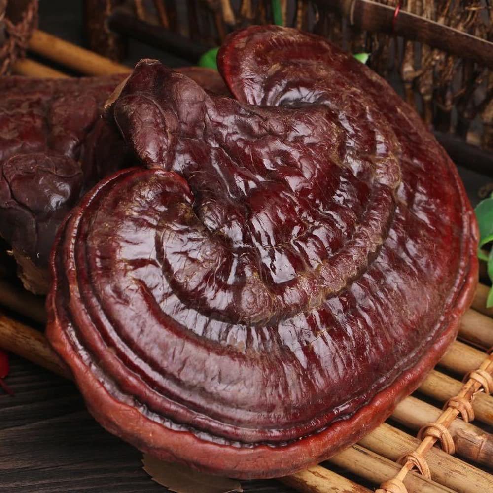 Dired Ganoderma Lucidum Lingzhi Ganoderma Lucidum Pieces Reishi Mushroom Slices,Ganoderma Mushroom (500 Grams /1.10 lbs)