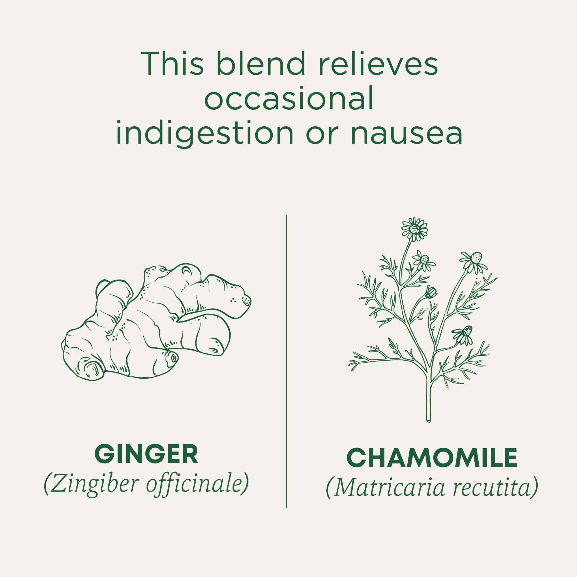 Traditional Medicinals Tea, Organic Ginger & Chamomile - Occasional Nausea & Indigestion Relief - Kosher, Non-GMO, Caffeine-Free - 16 Tea Bags