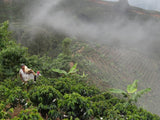Unroasted Green Coffee Beans 100% Arabica - Washed - single farm origin (5 Lb)