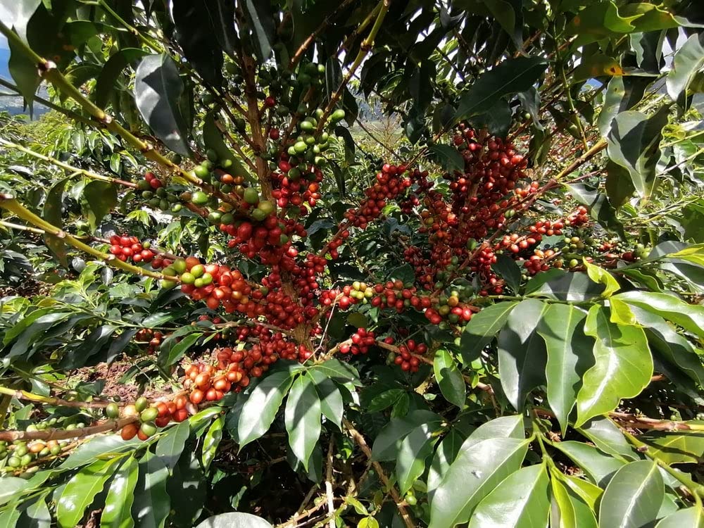 Red Rooster Coffee, Organic Decaf Coffee - Medium Roast Whole Bean - Notes of Dark Chocolate & Citrus - 12oz - Fair Trade, USDA Organic