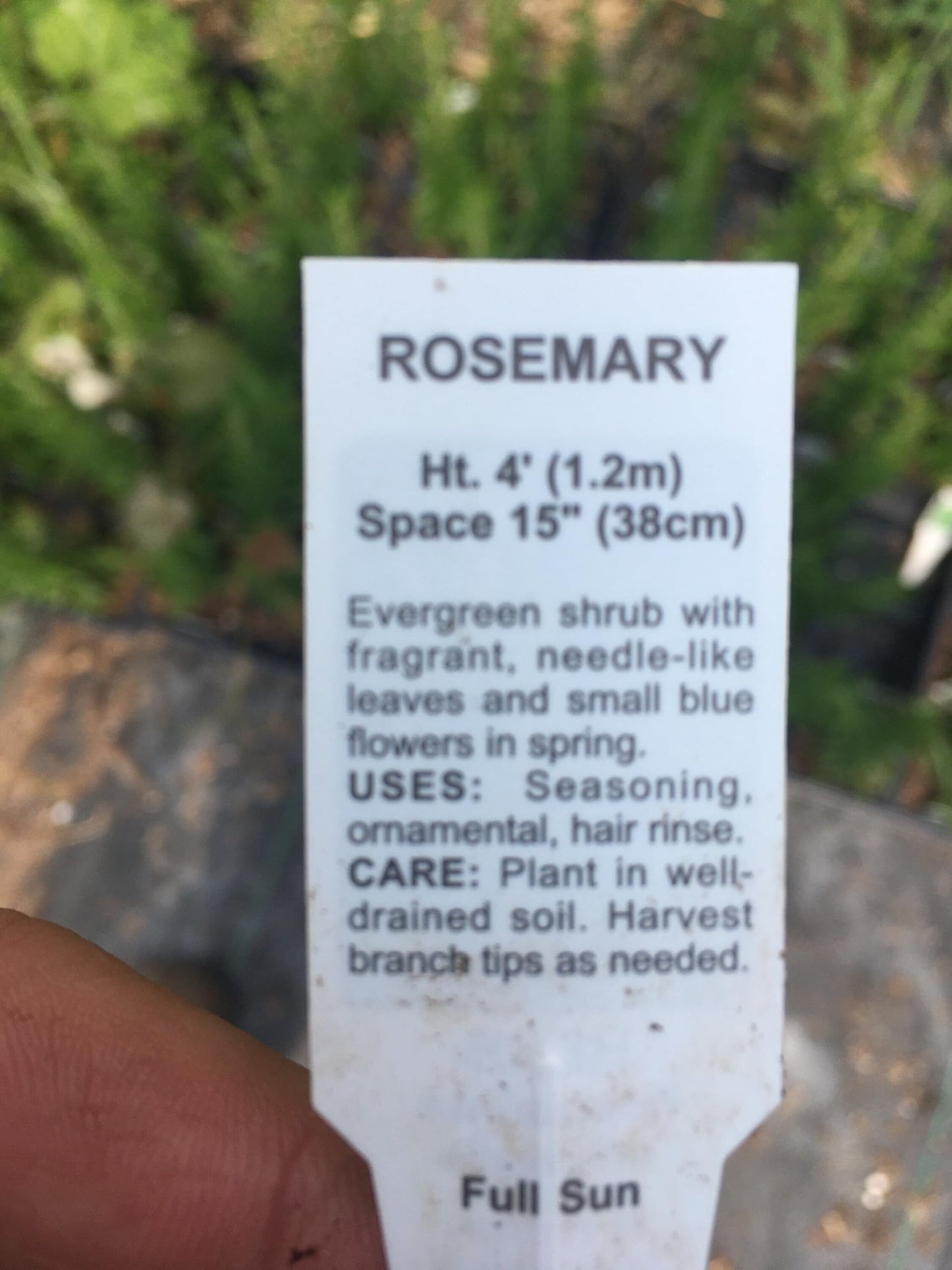 Rosemary Plants Spice Island in 4 inch Cups (5 Count)