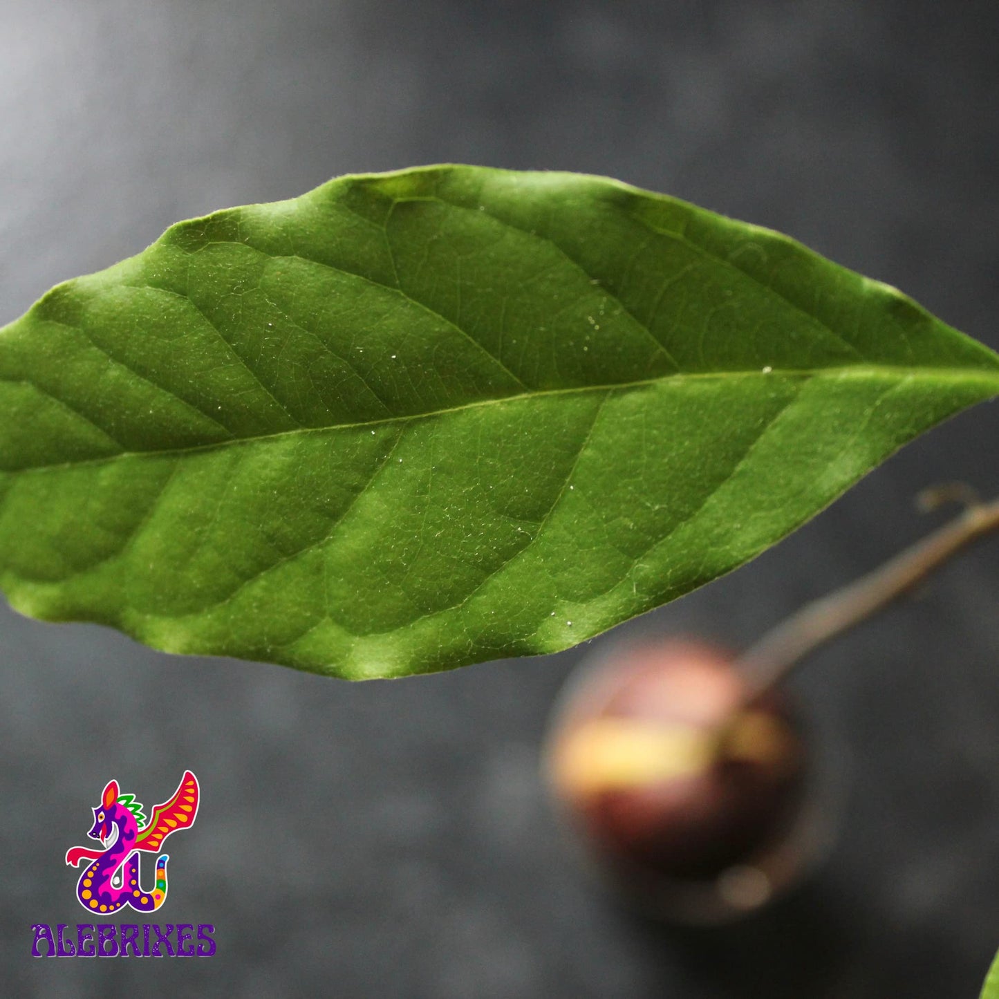 Alebrixes | Avocado Leaves Herbal Tea (50G)| Premium Quality Whole Avocado Leaves Tea | Te Hoja de Aguacate | Wildcrafted.