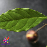 Alebrixes | Avocado Leaves Herbal Tea (50G)| Premium Quality Whole Avocado Leaves Tea | Te Hoja de Aguacate | Wildcrafted.