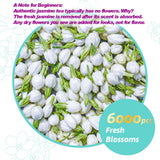 Essencesip Organic Jasmine Green Tea Loose Leaf, 4oz Tin - Scented 5x with 6,000 Fresh Jasmine Blossoms, Low Caffeine, Antioxidant-Rich