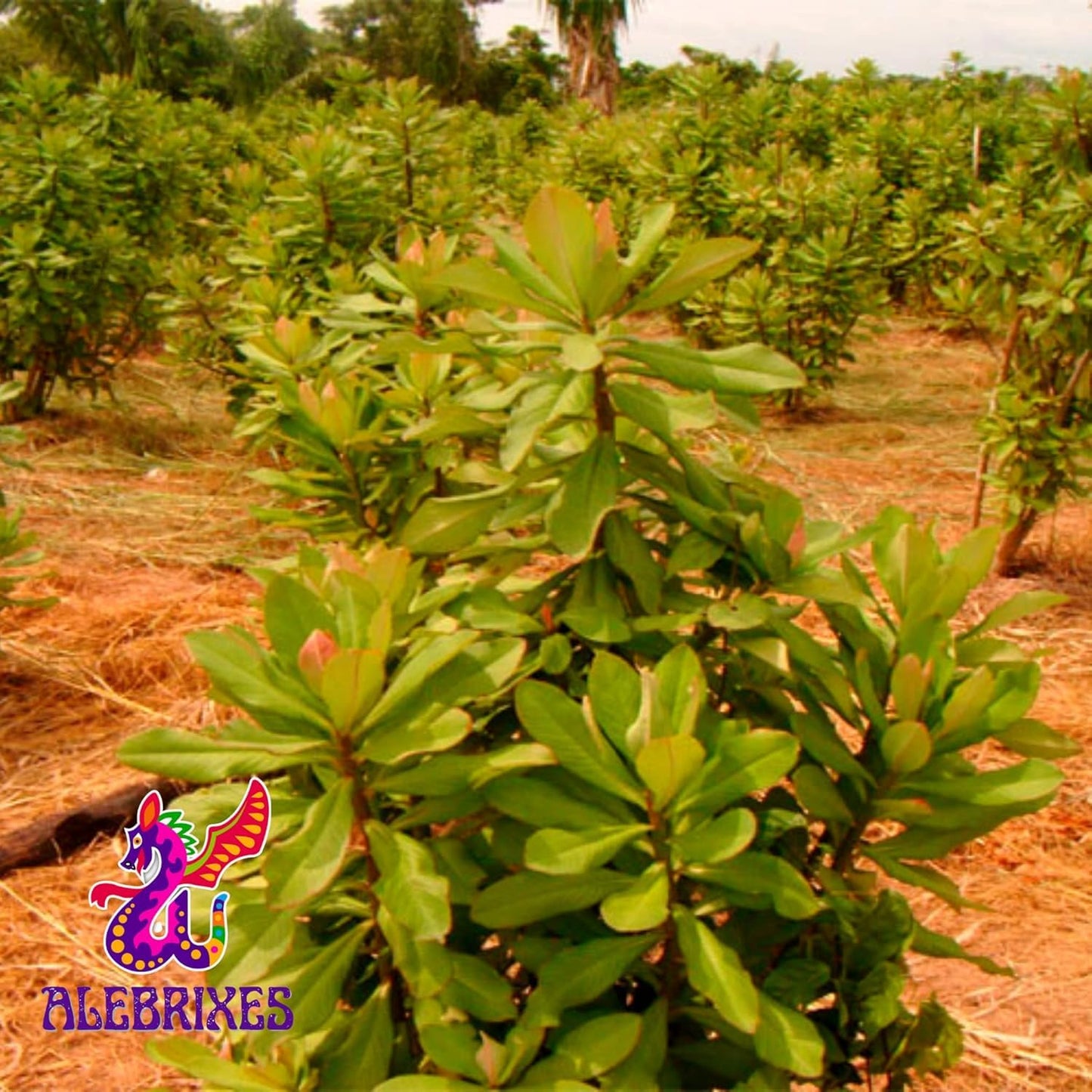 Alebrixes | Moronel Herbal Tea (6oz)| Premium Quality Moronel Herbal Tea | Te Planta de la Vida - Loose Herbal Tea | Wildcrafted.