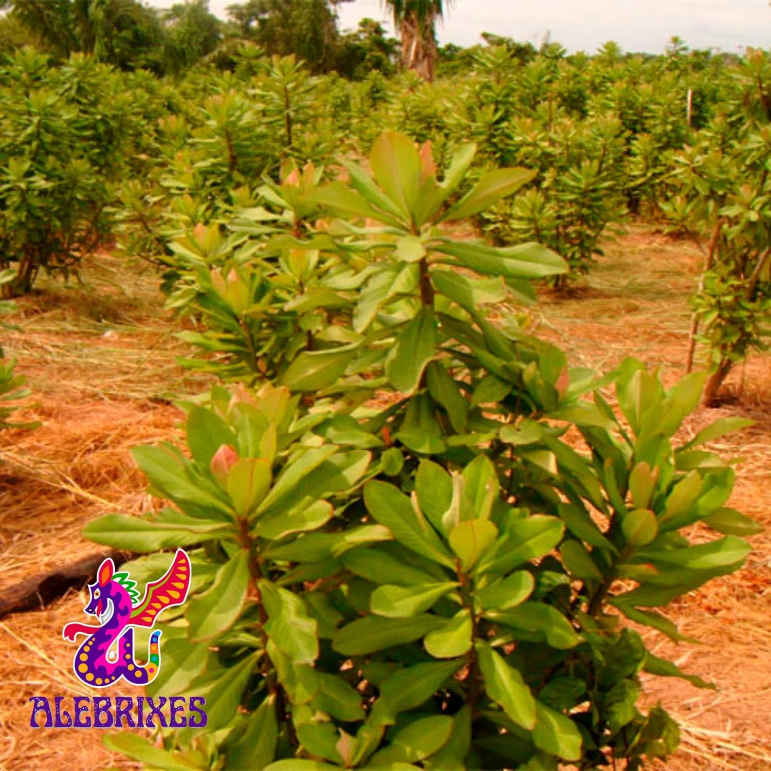 Alebrixes | Moronel Herbal Tea (6oz)| Premium Quality Moronel Herbal Tea | Te Planta de la Vida - Loose Herbal Tea | Wildcrafted.