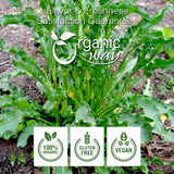 Organic Way Yellow Dock Root Powder (Rumex crispus) - European Wild-Harvest | Organic & Kosher Certified | Vegan, Non GMO & Gluten Free | USDA