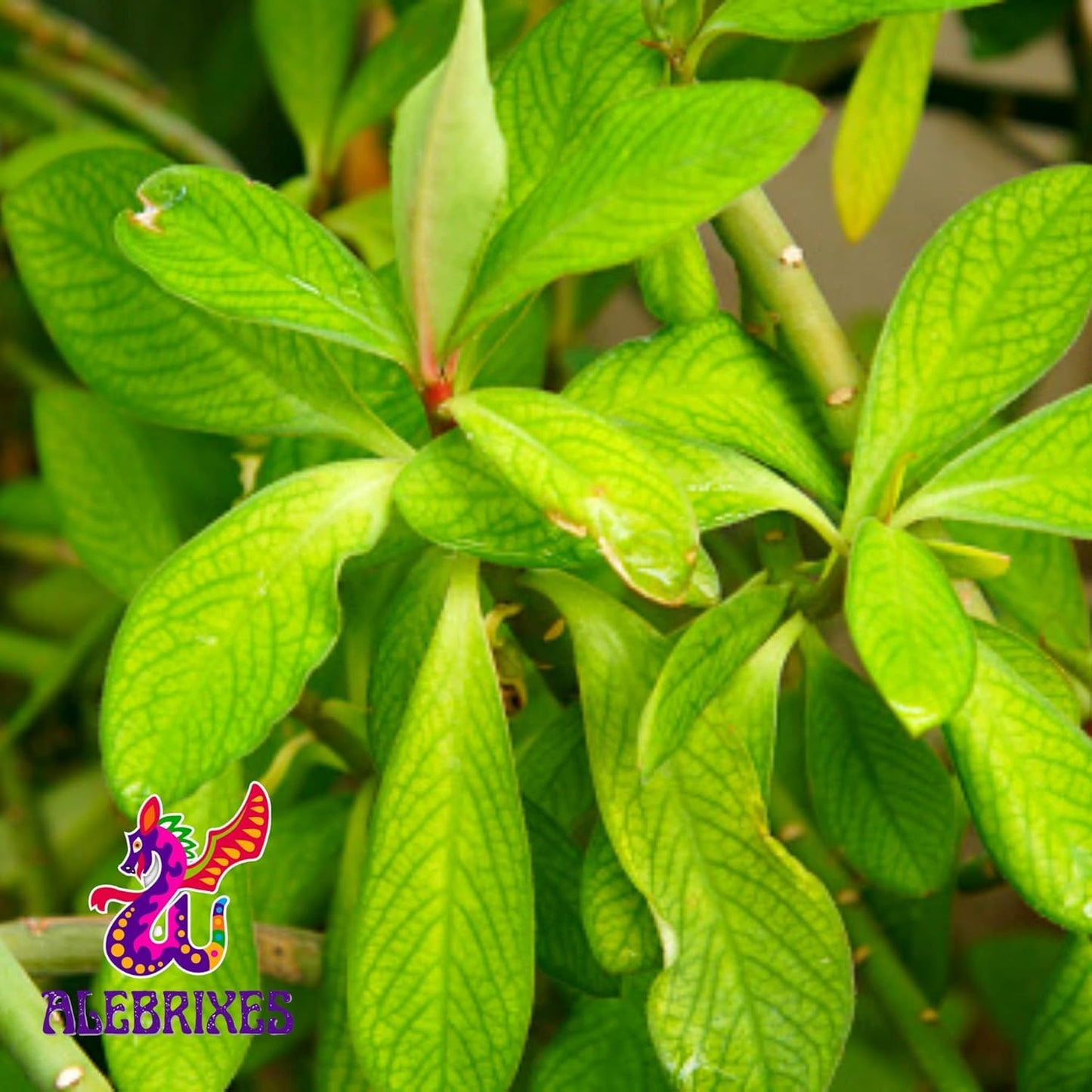 Alebrixes | Moronel Herbal Tea (6oz)| Premium Quality Moronel Herbal Tea | Te Planta de la Vida - Loose Herbal Tea | Wildcrafted.