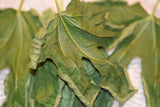 Fig Leaves Herbal Tea 2 oz (56 g) Hoja De Higo Te, Stand Up Resealable Bag, Fig Leaf Tea, Fig Dried Whole Leaves