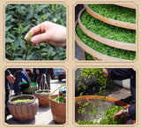 Luxtea Chinese Famous Tea - Grade AA (High Grade? (Xi Hu Long Jing (West Lake Dragon Well))