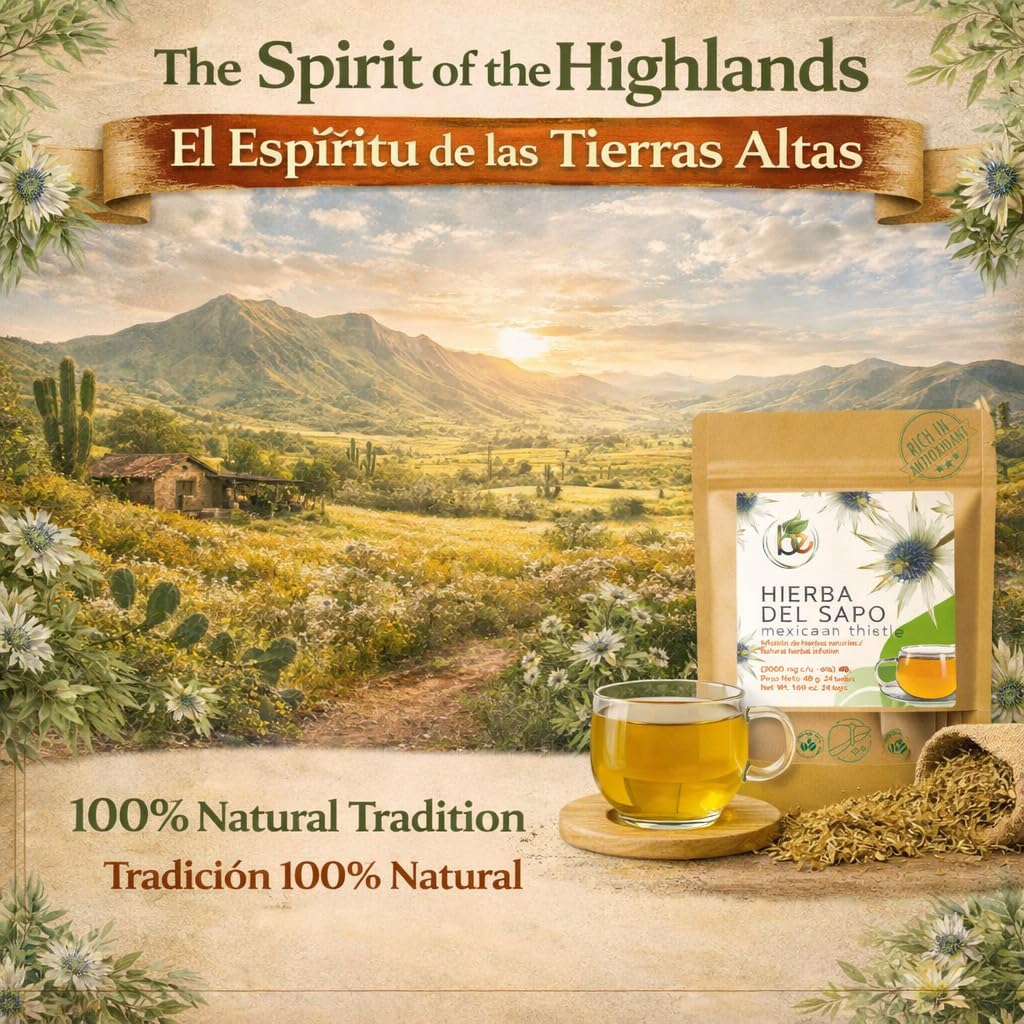 Hierba del Sapo Mexican Herbal Tea - 24 Premium Tea Bags (2000mg per Bag) - Authentic 100% Natural Mexican Thistle (Eryngium heterophyllum)