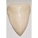The Gummy Bear Guy | Gummy Megalodon Tooth (Pineapple)