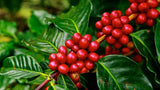 Araku Ember Single-Origin Whole Bean Coffee, Indian Arabica, Light-Medium Roast, 12 oz Bag, 100% Arabica, Specialty-Grade