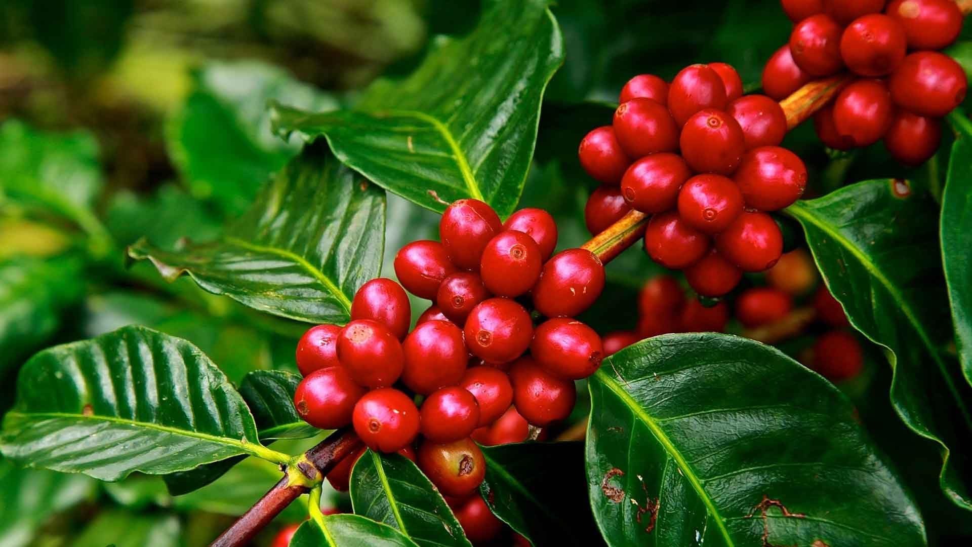 Araku Ember Single-Origin Whole Bean Coffee, Indian Arabica, Light-Medium Roast, 12 oz Bag, 100% Arabica, Specialty-Grade