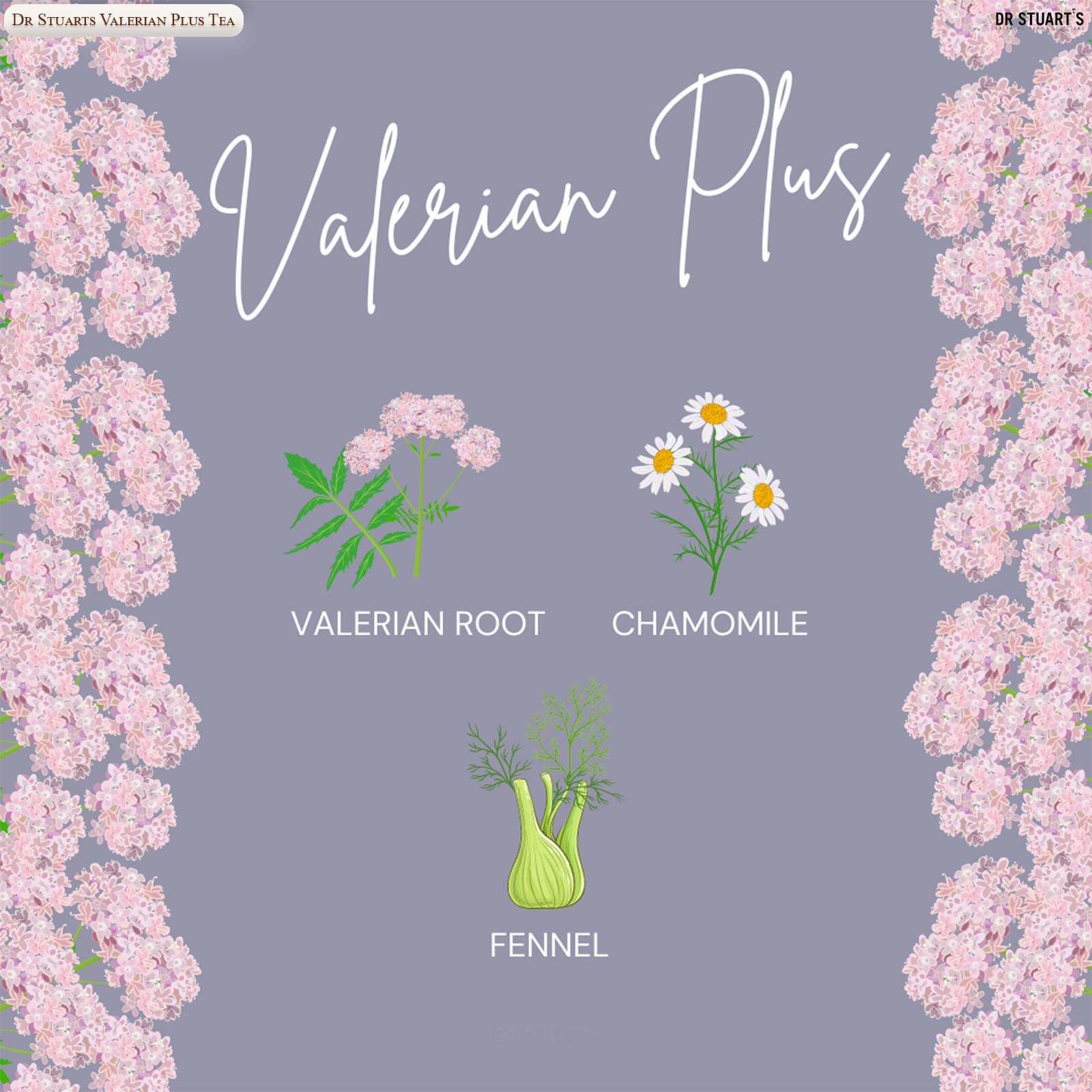 Dr Stuart's Organic Valerian Plus Tea | Herbal Blend of Chamomile, Valerian Root & Fennel | Bedtime Tea Helps in Restful Sleep & Relaxation |