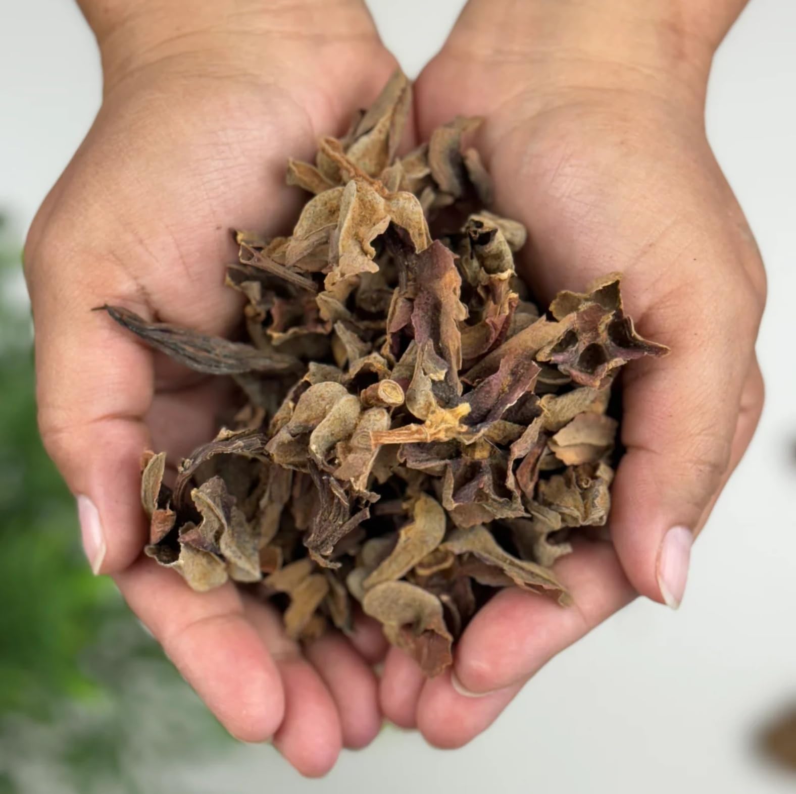 Flor de Manita Herbal Tea - Mexican Hand Tree (Chiranthodendron pentadactylon) - Net Wt. 113g (4oz) - 100% Natural, Sun-Dried, Wildcrafted