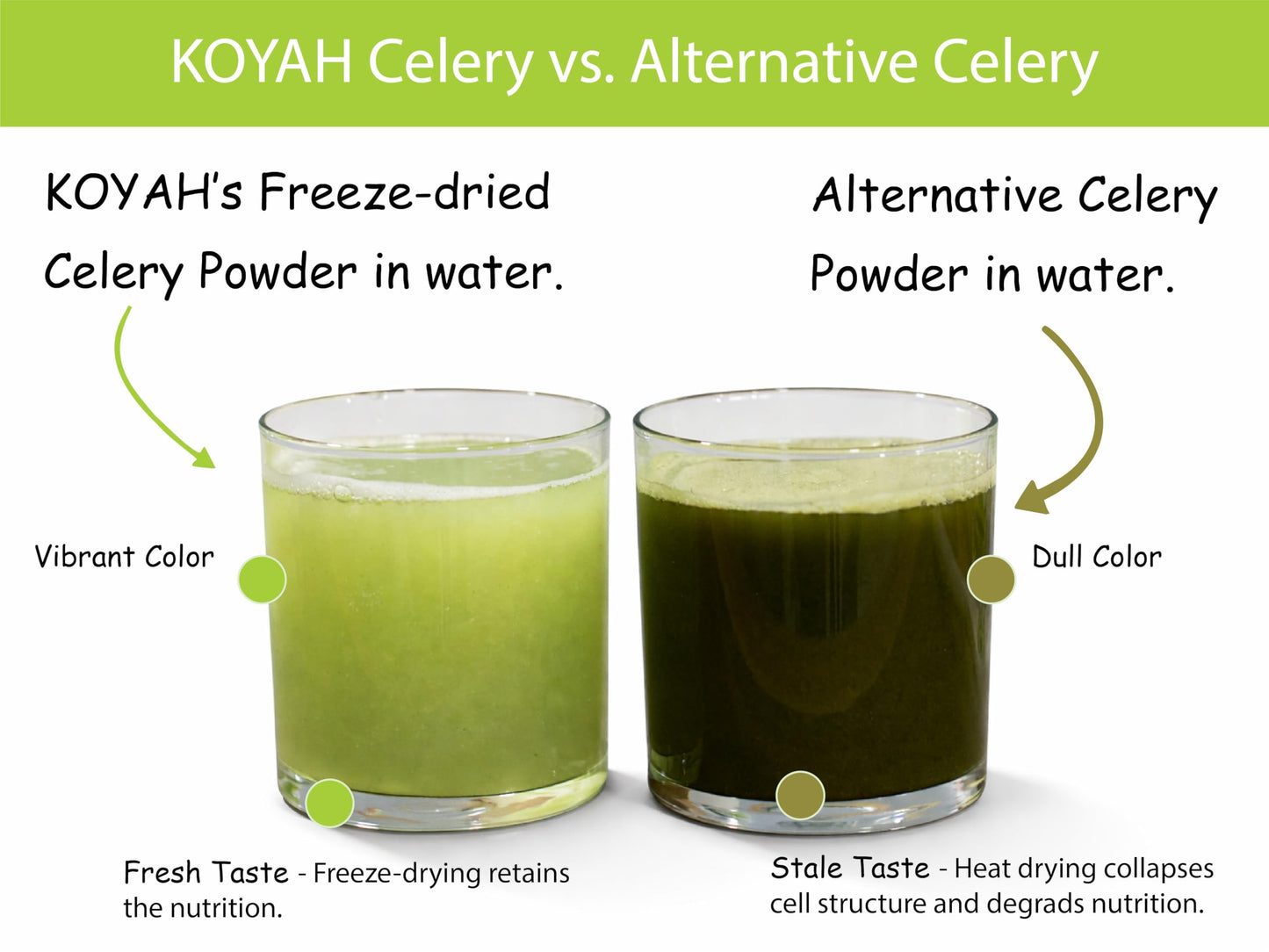 KOYAH - Organic USA Celery Powder (1 Scoop = 1/4 Cup Fresh): 36 Servings, Freeze-dried, Whole-Stalk Powder
