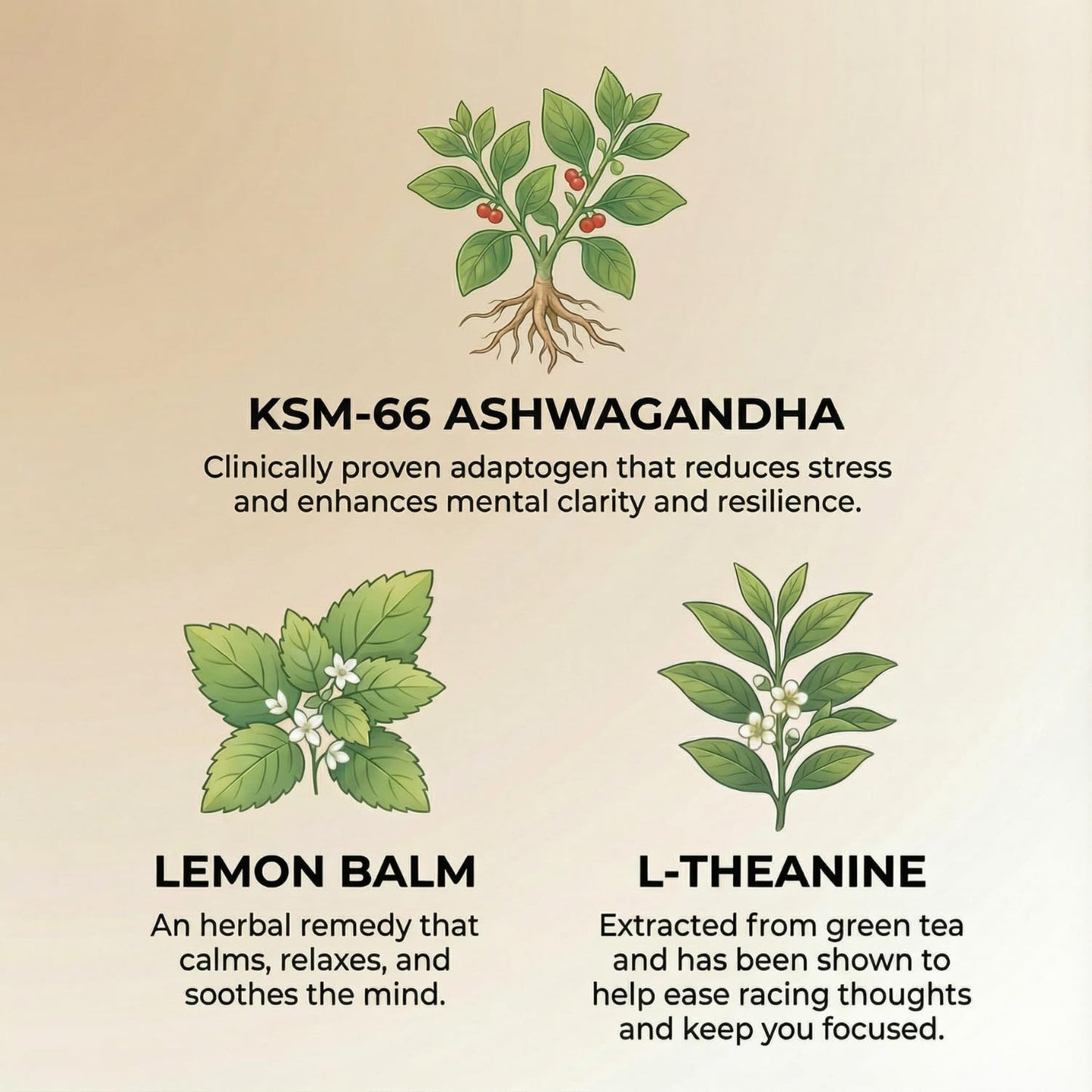 Zenjoy Stress Relief Drink, Calming Green Tea & Black Tea, Non Alcoholic, Ashwagandha & Lemon Balm for Stress Relief, L - Theanine (Variety) (12 Pack)