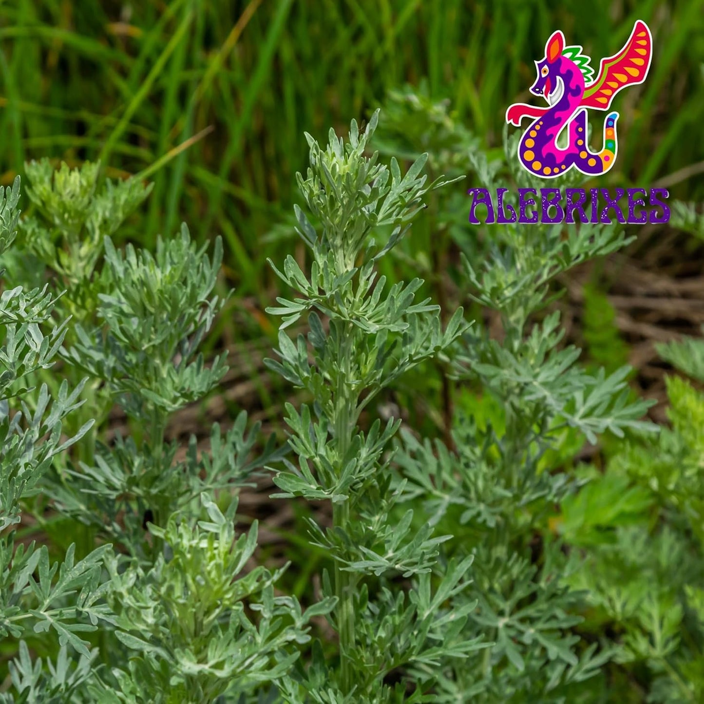 Alebrixes | Wormwood Herbal Loose Tea (4oz) | Premium Quality Whole Dried Wormwood Tea | Te De Ajenjo - Artemisia Absinthium | Wildcrafted