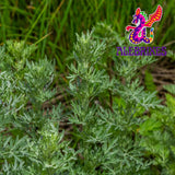 Alebrixes | Wormwood Herbal Loose Tea (4oz) | Premium Quality Whole Dried Wormwood Tea | Te De Ajenjo - Artemisia Absinthium | Wildcrafted