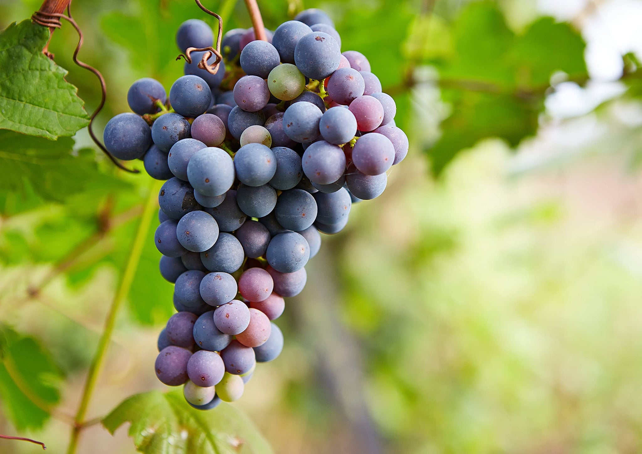 California Zante Currant Raisins, 2 Pounds - Sun-Dried Seedless Grapes, Unsweetened, Unsulfured, No Added Oil, Vegan, Kosher, Bulk. Tangy-Sweet