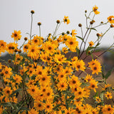Birch & Meadow Arnica Flowers, 4.8 oz, Whole Flowers, Decorative, Salves & Poultices