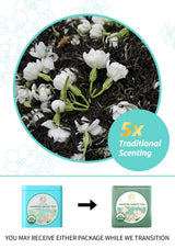 Essencesip Organic Jasmine Green Tea Loose Leaf, 4oz Tin - Scented 5x with 6,000 Fresh Jasmine Blossoms, Low Caffeine, Antioxidant-Rich