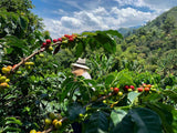 colombian coffee beans medium roast - DECAF COLOMBIAN WHOLE BEANS COFFEE, Medium Roast, 100% Pure Arabica, swiss water processed, non gmo - swiss