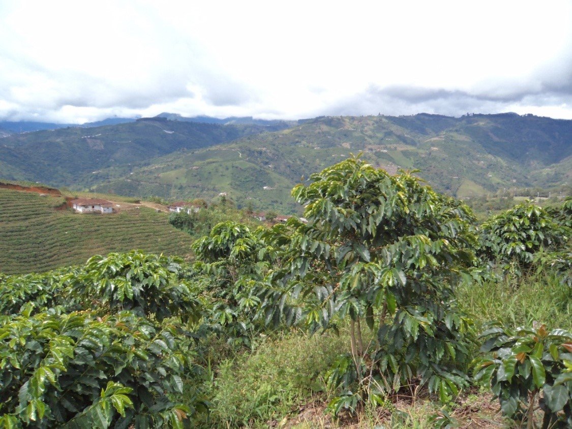 5 lb Unroasted Colombian Coffee Beans,100% Arabica Coffee Single Origin,Coffee (5 Lb)