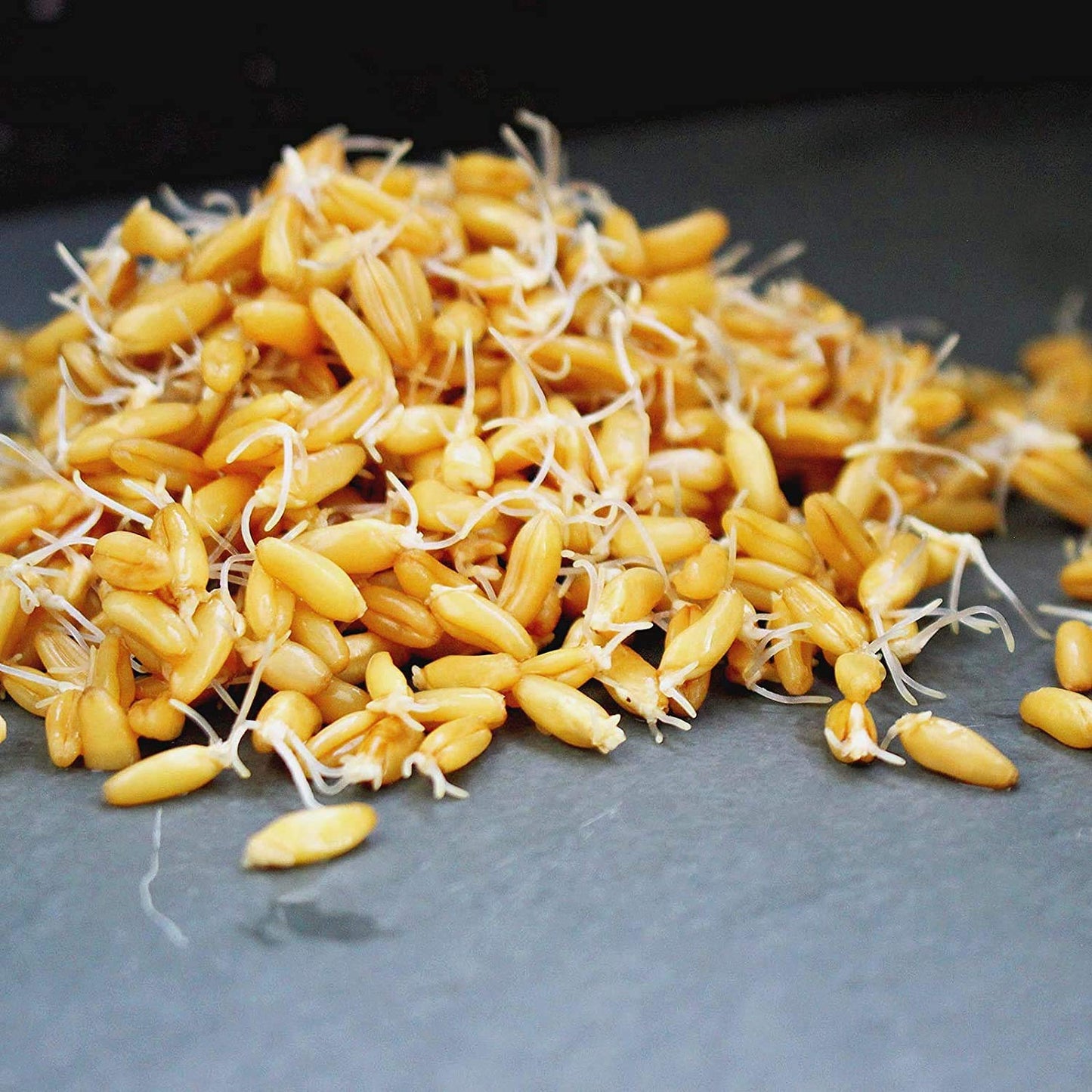 Handy Pantry Organic Kamut Seeds - 1 Lb - Ancient Khorasan Grain for Sprouting, Flour, Baking, Beer, Storage