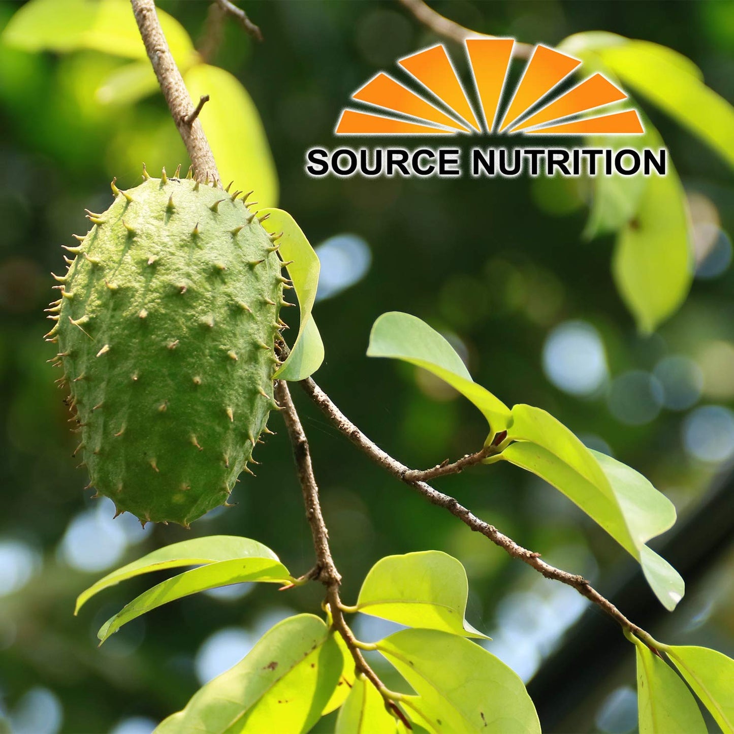 Soursop Leaf Herbal Tea Bags, 30 Count - All-Natural Dried Annona Muricata Leaves, Caffeine-Free Herbal Tea