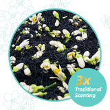 Essencesip Citrus Blossom Black Tea Loose Leaf, 3oz Tin - Traditional Floral Scenting with Pomelo Blossoms, Refreshing Aroma and Smooth Finish,Iced or
