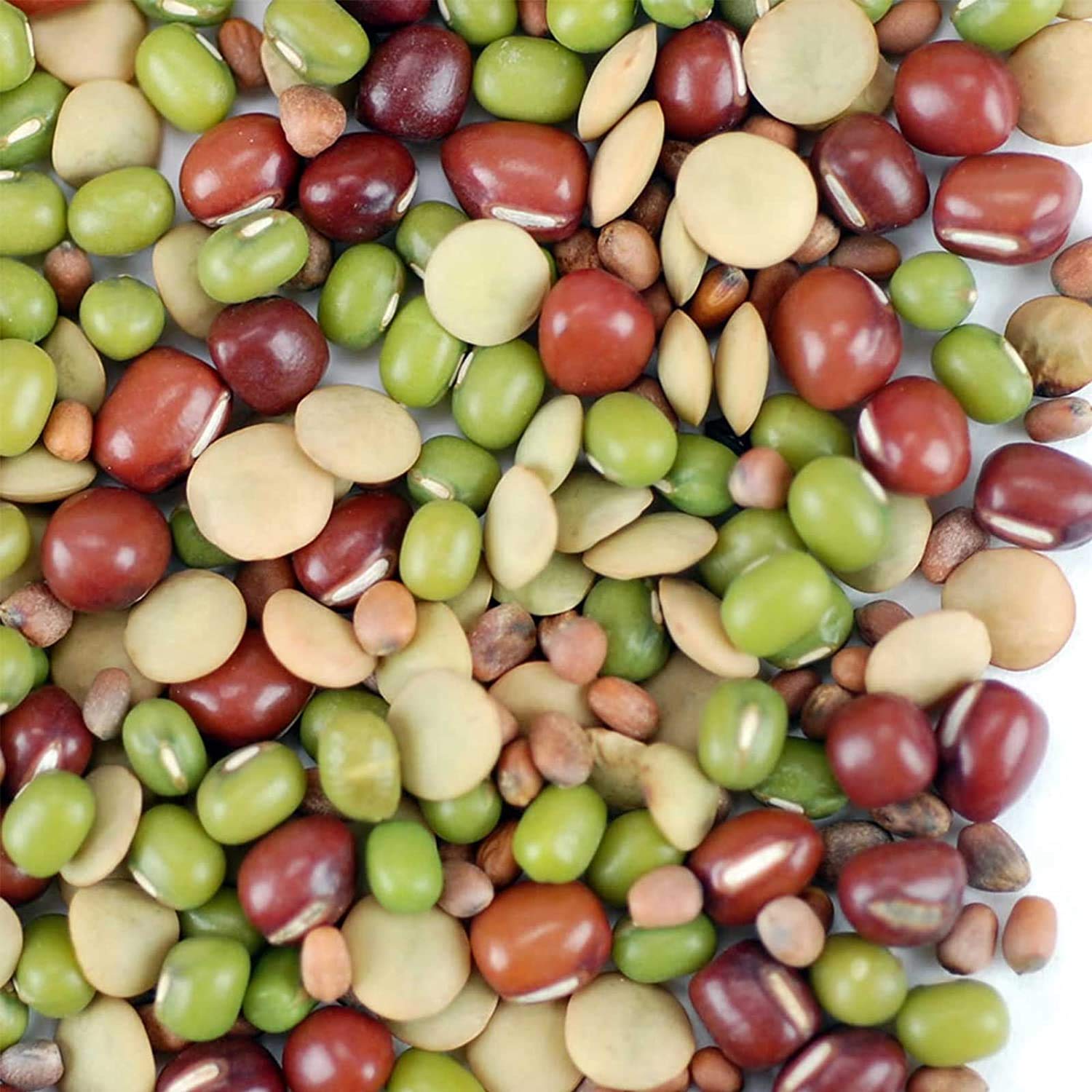 Bean Salad Sprouting Seed Mix- Organic- 1 Lbs- Mix of Bean Sprout Seeds: Adzuki, Mung Bean, Green Lentil & Radish. For Sprouting Sprouts, Soup, Food