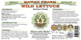 Hawaii Pharm Wild Lettuce Alcohol-Free Liquid Extract, Professional Grade, Small Batch Wild Lettuce (Lactuca Virosa) Dried Herb Glycerite 2 fl.oz